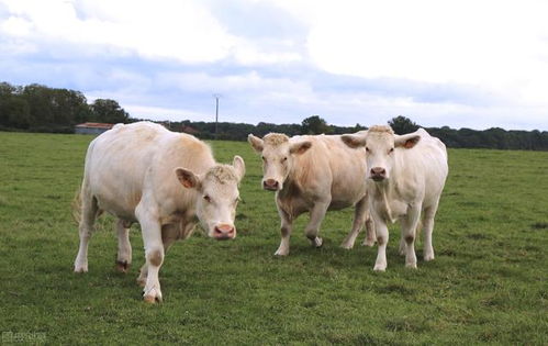 养殖户不可不知的几个小窍门,有效提高养牛收益