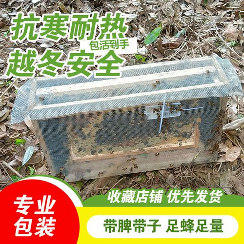 中蜂蜂群带王蜜蜂活体养殖带子脾阿坝中蜂带蜂箱中华土蜂出售笼蜂