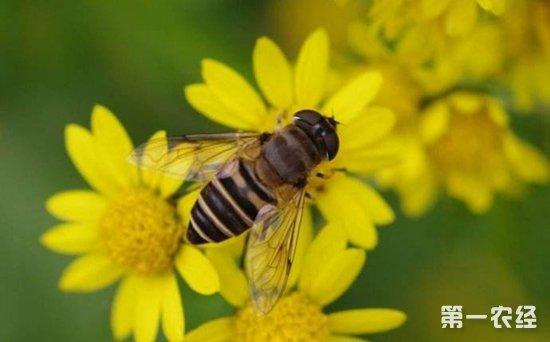 蜜蜂养殖:蜜蜂的养殖技术