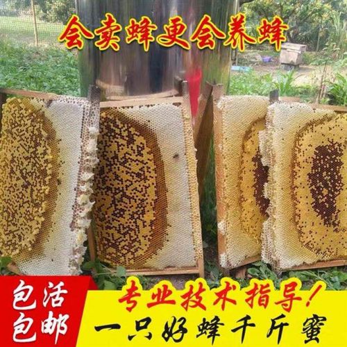 潮鸣(chaoming)中蜂蜂群带王蜜蜂活体养殖带子脾阿坝中蜂带蜂箱中华