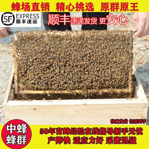 中蜂蜂群带王蜜蜂活体养殖带子脾阿坝蜂王带蜂箱中华土蜂出售笼蜂