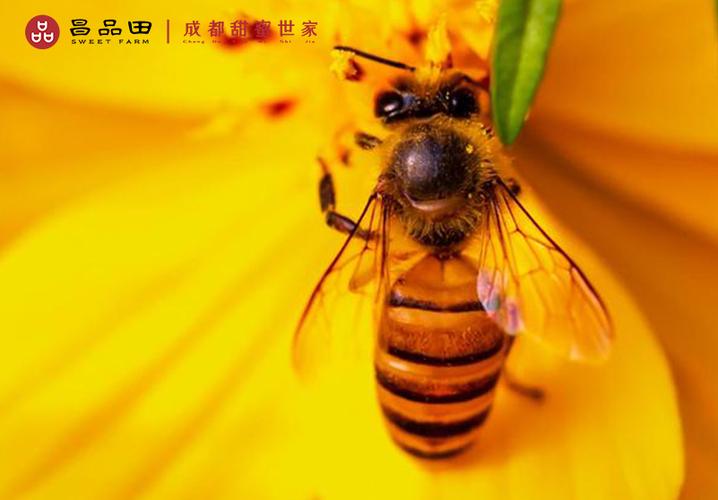 网站产品页图片中华蜜蜂3