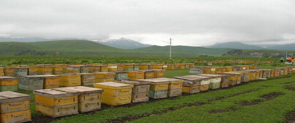 临沂蕴生源蜜蜂养殖专业合作社 蜜蜂养殖以及蜂蜜销售 暂无新闻 产品
